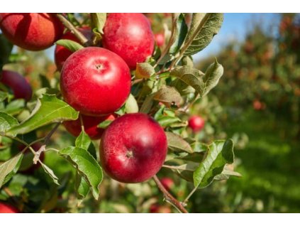 Jabloň FLORINA - M26