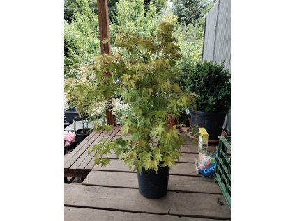 Javor dlanitolistý ORANGE DREAM - 40-60cm, K5