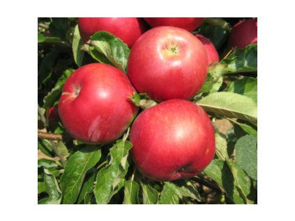 Jabloň IDARED - M106