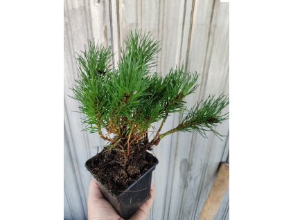 Borovice kleč var. pumilio - 10-20cm, K0,5