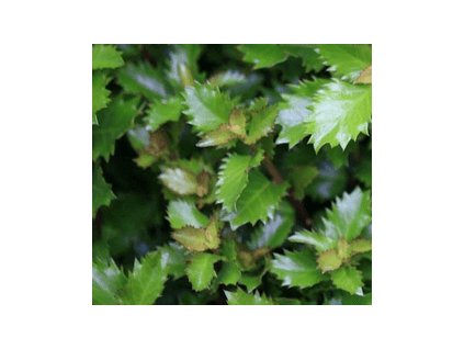 Cesmína   ´Little Rascal´® - samec