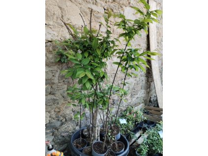 Habr obecný - 20-30cm, K