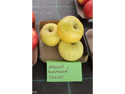 Jabloň sloupovitá SONET - M7