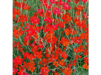 Hvozdík kropenatý FLASHING LIGHT