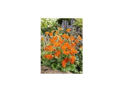 Kuklík šarlatový KOI