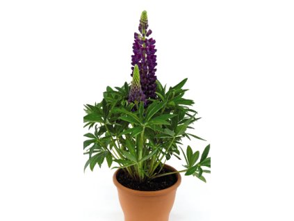 Lupina mnoholistá LUPINI BLUE