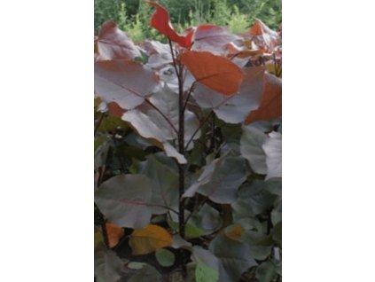 Topol bavlníkový ´Purple Tower´