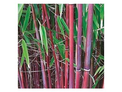 Bambus - Fargesia scabrida ASIAN WONDER