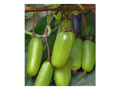 Kiwi - Actinidia kolomikta VITAKOLA - samice - K2