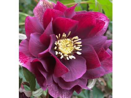 Čemeřice východní PRETTY ELLEN RED