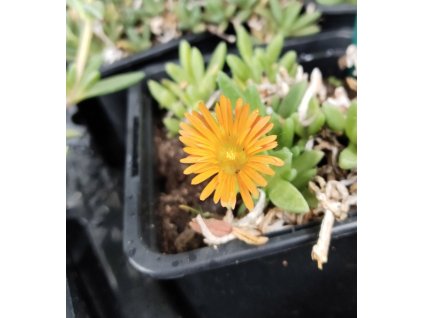 Delosperma GHOST RIDER