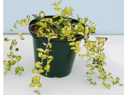 Brčál barvínek menší ILLUMINATION