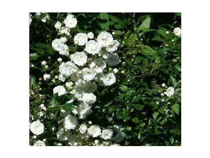 Růže půdopokryvná ´SWANY´