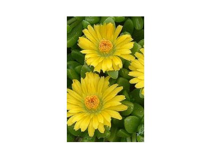 Delosperma nubigenum NANUM