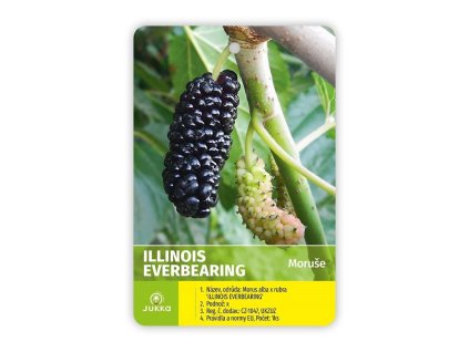 Moruše ILLINOIS EVERBEARING