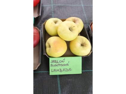 Jabloň sloupovitá LAMBADA - M7