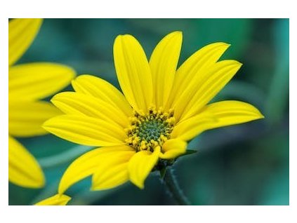 TOPINAMBURY - slunečnice topinambur