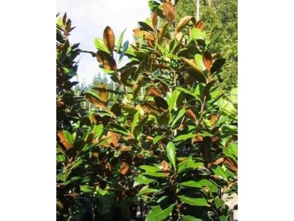 Šácholan velkokvětý LITTLE GEM