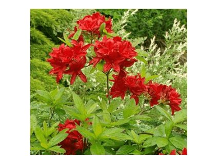 Azalka KH ´Nabucco´