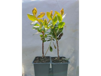 Planika obecná COMPACTA