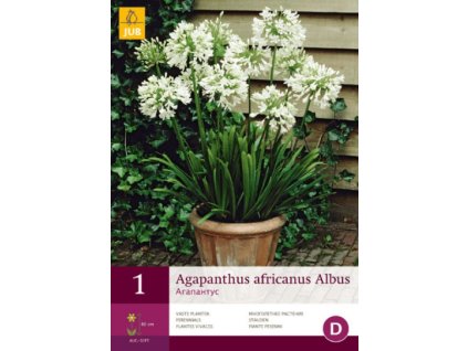 Kalokvět - Agapanthus ALBUS