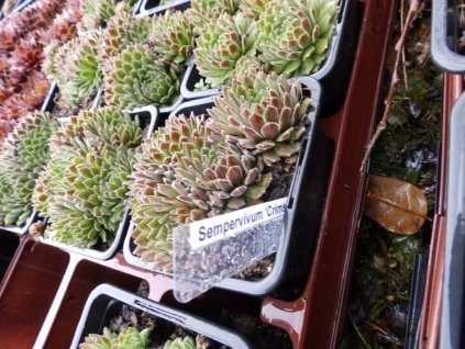 Netřesk CRIMSON VELVET