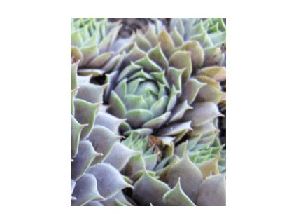 Netřesk PACIFIC BLUE ICE