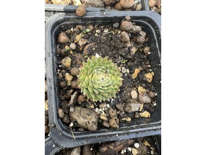 Netřesk KOKO FLANEL