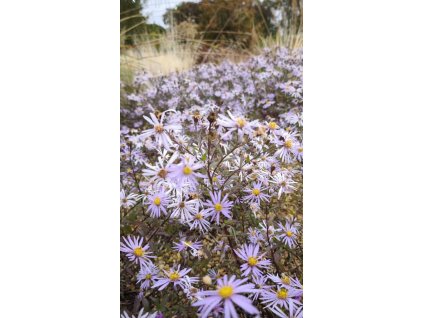 Hvězdnice pyrenejská 'Lutetia'