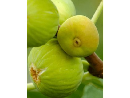 Fíkovník smokvoň DOTTATO