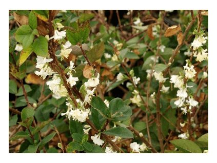 Zimolez purpusův WINTER BEAUTY