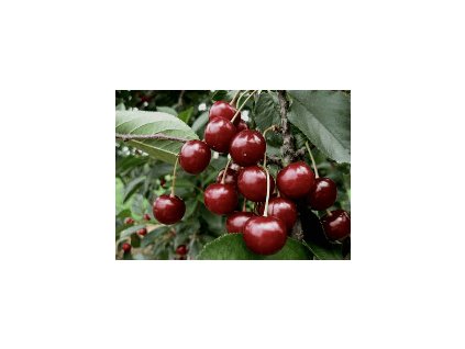 Višeň ÉRDI BOTERMÓ - mah.