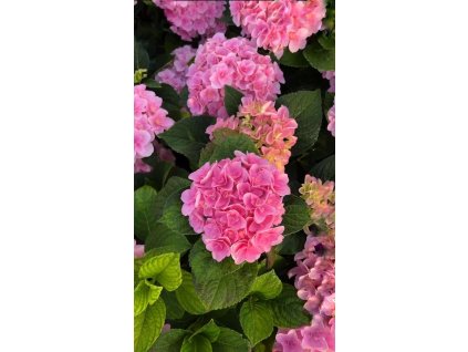 Hortenzie velkolistá  BOUQUET ROSE - 3 leté