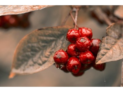 Arónie planikolistá BRILLIANT - 3 leté