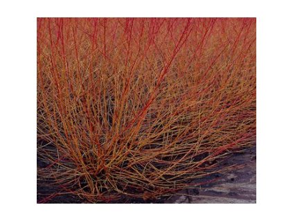 Svída krvavá MIDWINTER FIRE