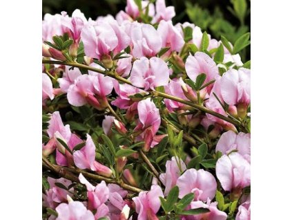 Čilimník ´MOYCLARE PINK´ K2