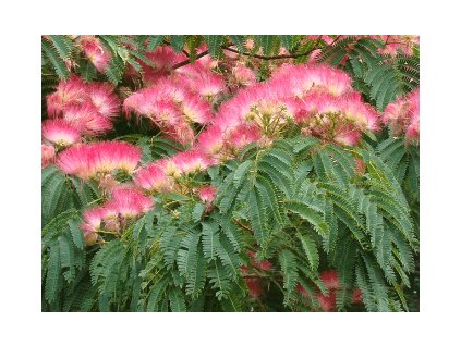 Albízie  růžová (hedvábná) TROPICAL DREAM