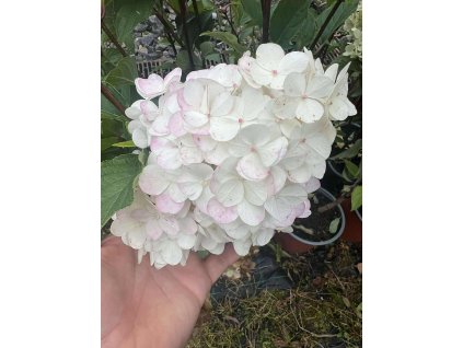 Hortenzie latnatá VANILLE FRAISE - 3 leté