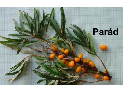 Rakytník řešetlákový PARÁD