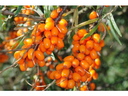 Rakytník řešetlákový OSECKÝ TRIUMF