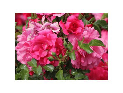 Růže půdopokryvná HEIDETRAUM