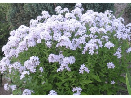 Zvonek bělokvětý 'Loddon Anna'