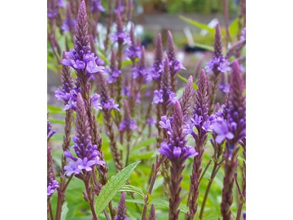 Verbena - sporýš šípovitý