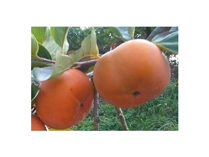 Tomel - Diospyros kaki CHIOCOLLATINO