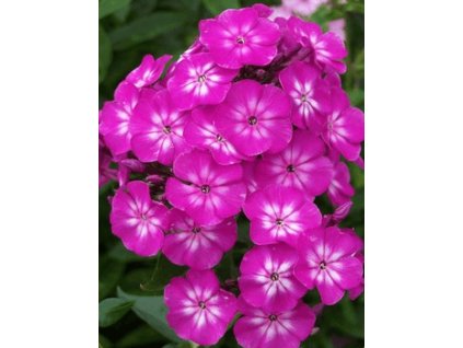 Plamenka latnatá TATJANA