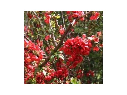 Kdoulovec  MANGO STORM