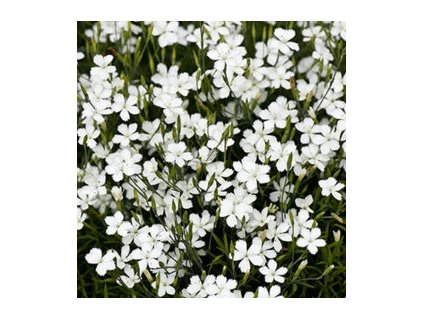 Hvozdík kropenatý ALBUS