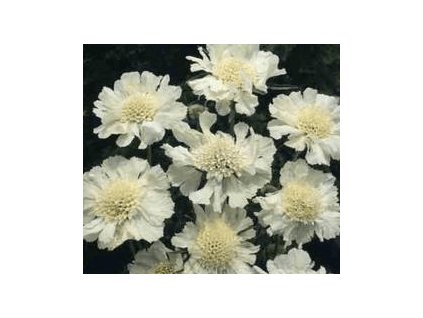 Hlaváč kavkazský PERFECTA ALBA