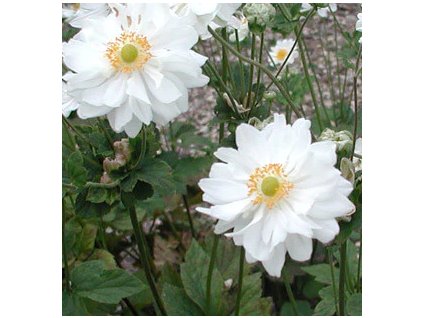 Sasanka japonská WHIRLWIND