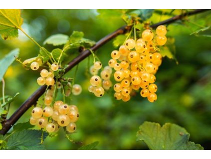 Rybíz bílý WEISSE LANGTRAUBIGE - keř